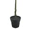 6ft. Potted Shady Lady Tree by Ashland®